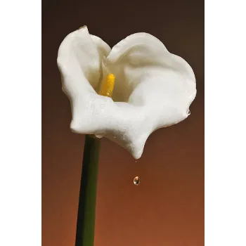 White Lilium Plant